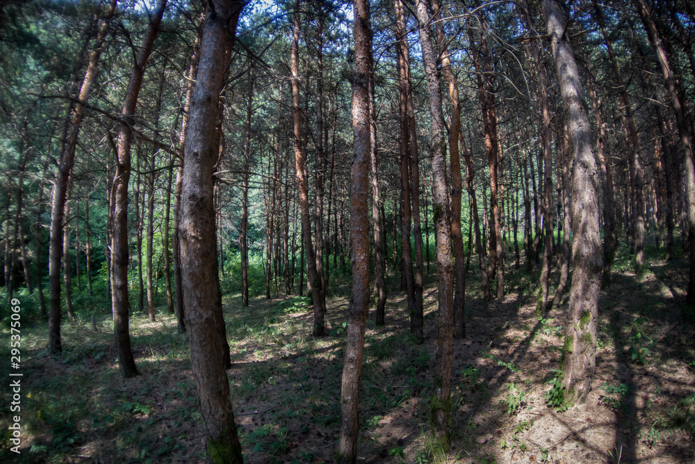 Bark of Pine Tree close up. Beautiful pine forest at summer time. Bark of Pine Tree close up. Beautiful pine forest at summer time.