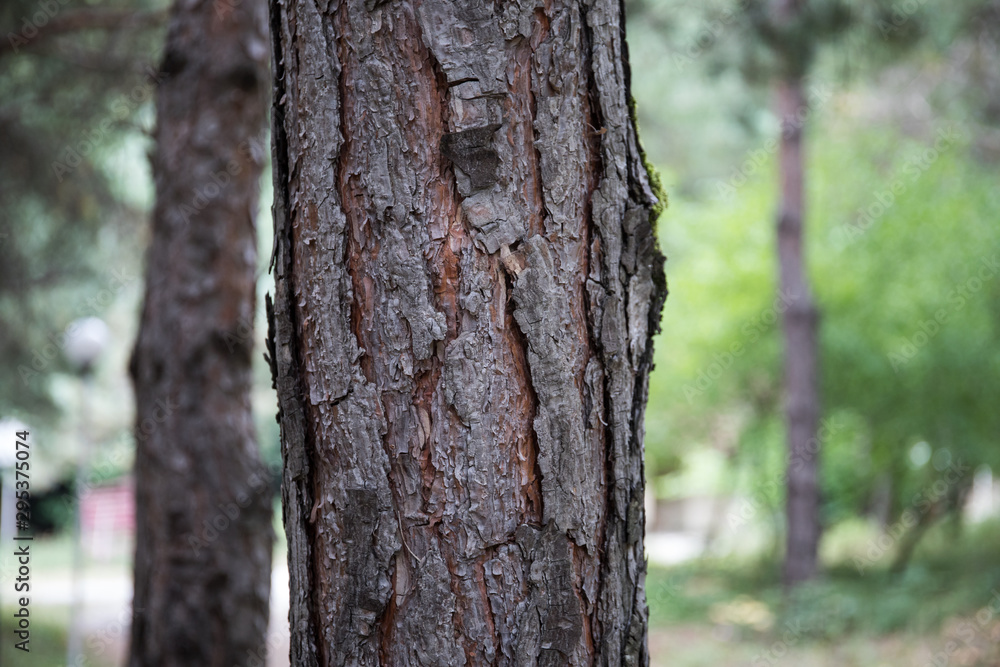 Bark of Pine Tree close up. Beautiful pine forest at summer time. Bark of Pine Tree close up. Beautiful pine forest at summer time.