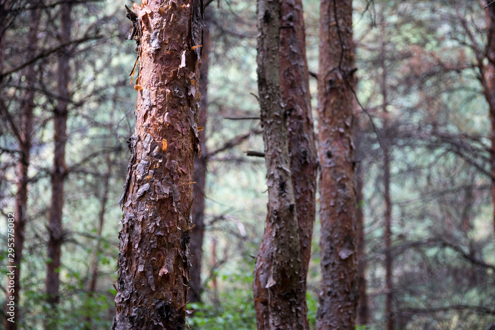 Bark of Pine Tree close up. Beautiful pine forest at summer time.