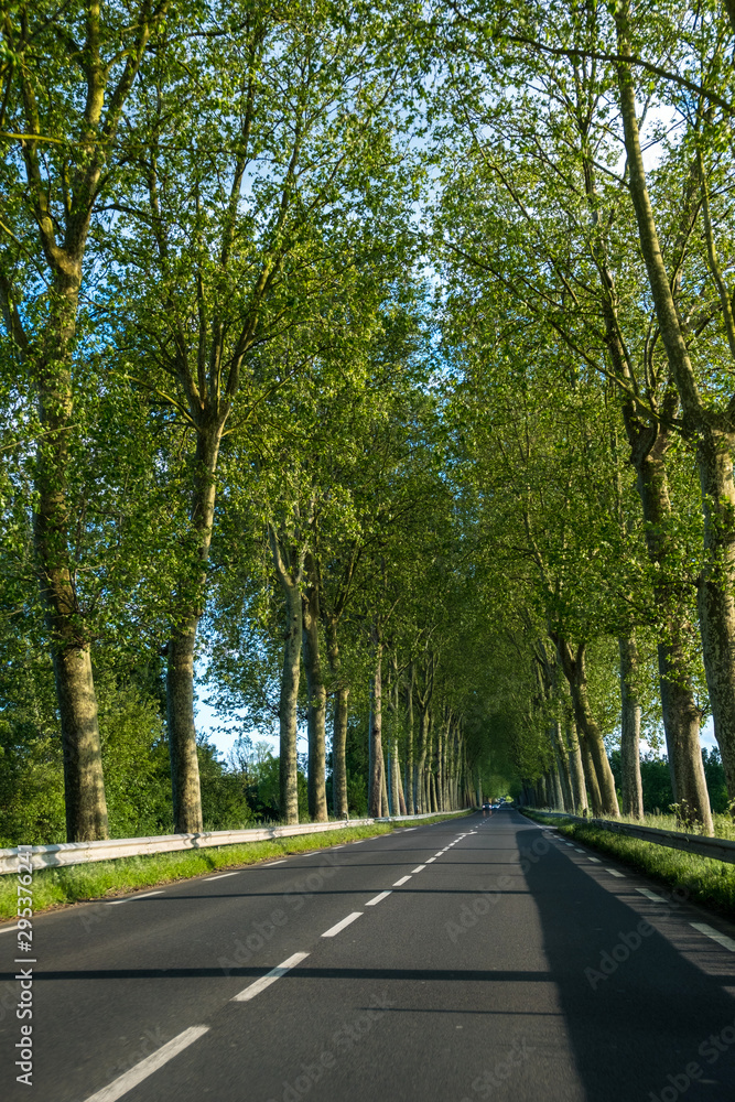 Beautiful straight road and green trees