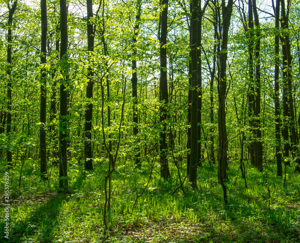 Forest trees. nature green wood sunlight backgrounds Forest trees. nature green wood sunlight backgrounds