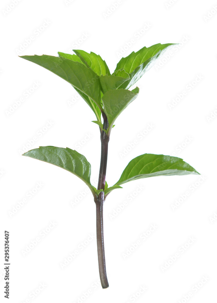 Young basil branch