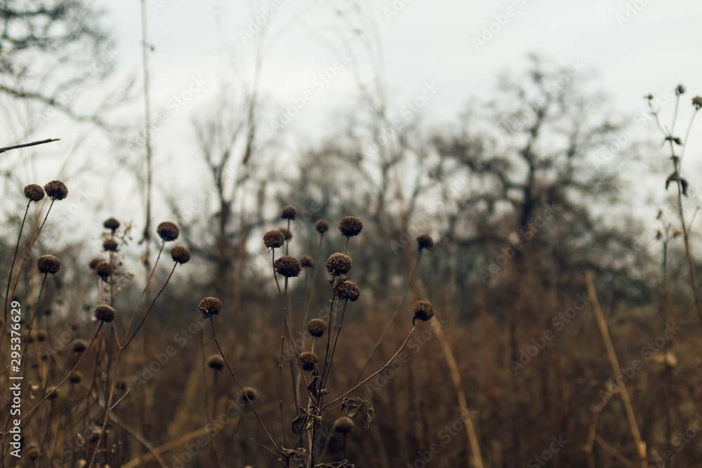 dried monarda flower in a prairie in late afternoon winter light with bare trees in the background dried monarda flower in a prairie in late afternoon winter light with bare trees in the background