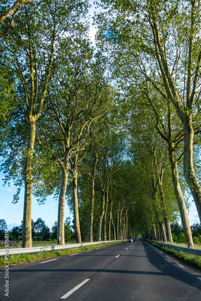 Fototapeta premium Beautiful straight road and green trees
