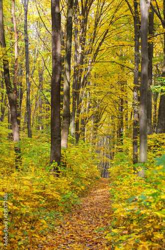 Golden autumnal forest with sunbeams