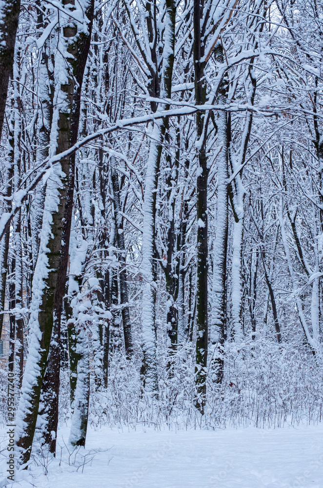 Fototapeta premium Winter snow covered trees background