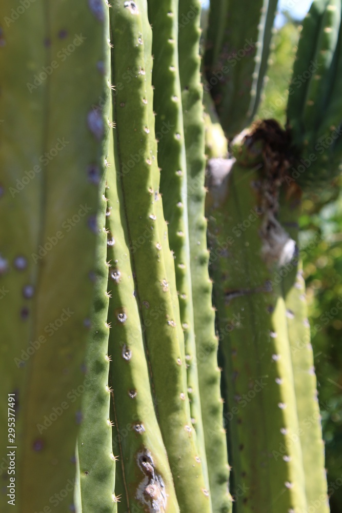Cactus abstract 