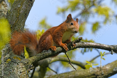 Eichhörnchen (Sciurus vulgaris) - Red squirrel photo