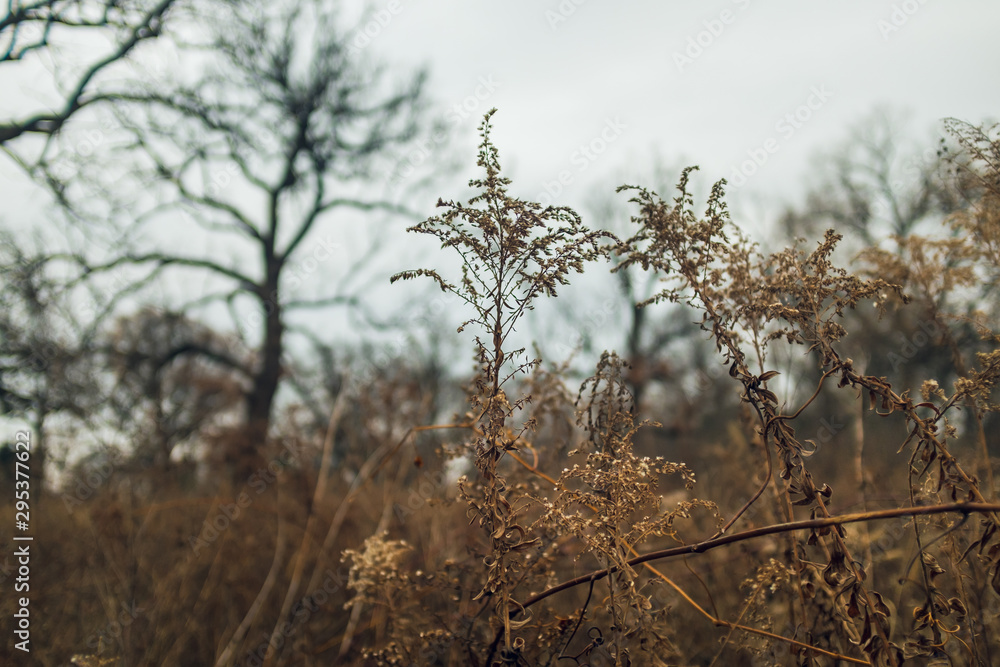 Obraz premium dried goldenrod flower in a prairie in late afternoon winter light with bare trees in the background