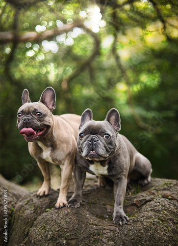 The French Bulldog