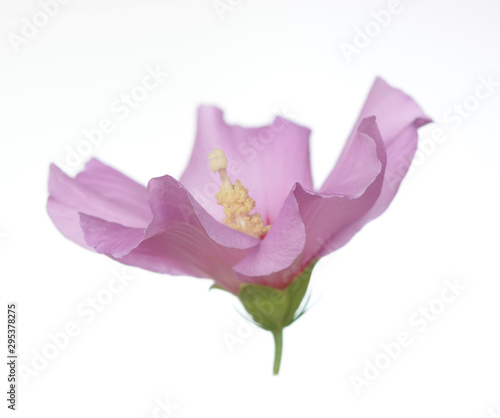 Fototapeta Naklejka Na Ścianę i Meble -  Pink hibiscus flower