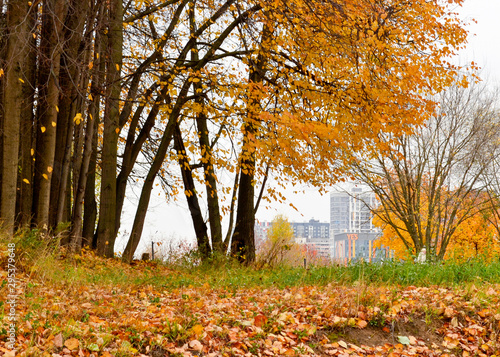 autumn in the park  yes