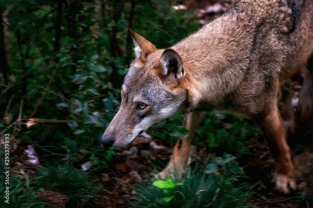 Obraz premium Wolf portrait in the foreground