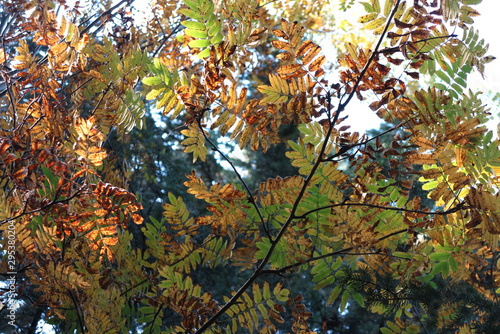 Autumn leaves with sunlight