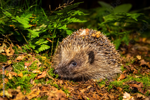 Hedgehog in Autumn, facing left with green ferns, moss and Autumn leaves