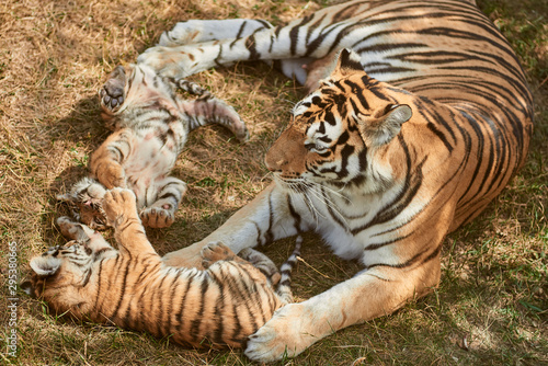Mom tigress with two babies. Two little playing tiger cubs. Tiger family. Wild animals in nature