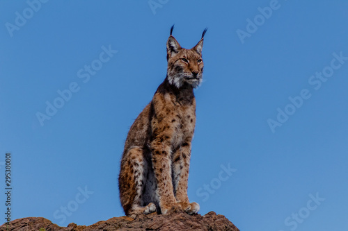a boreal lynx resting on top of a rock