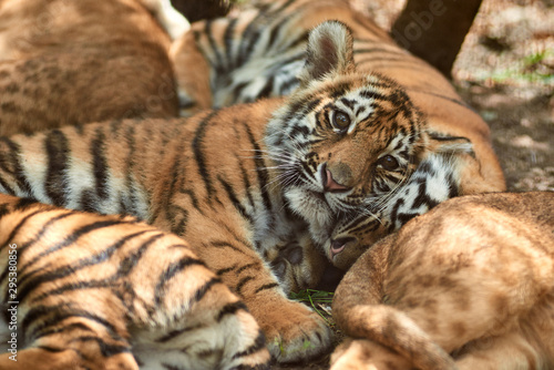 Little tiger cubs outdoors. Tiger kindergarten. Wild animals in nature