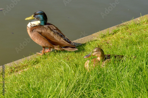 Ducks