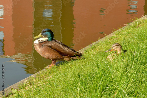 Ducks