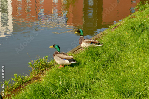 Ducks
