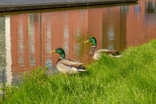 Ducks