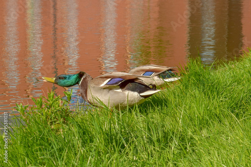 Ducks