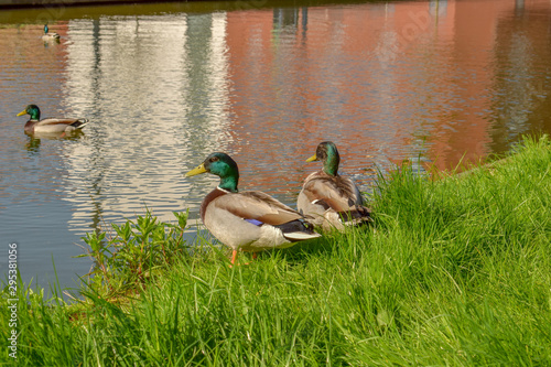 Duck