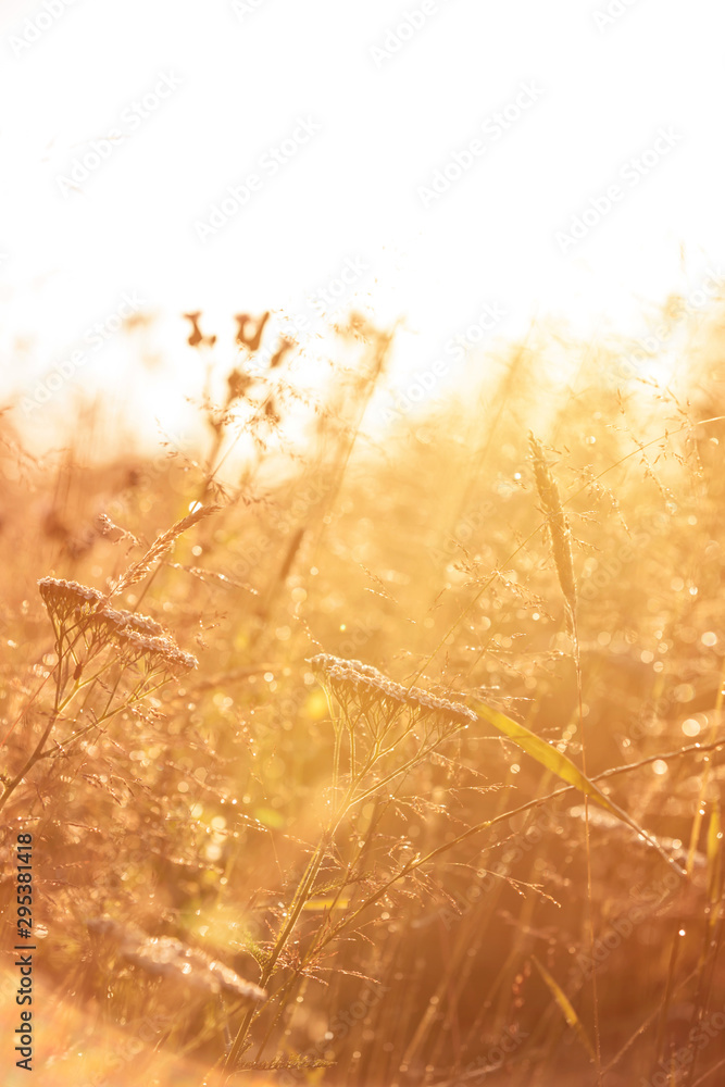 A colorful meadow with various pretty wildflowers in the backlight on a summer morning. A colorful meadow with various pretty wildflowers in the backlight on a summer morning.