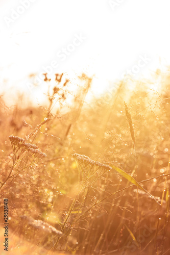 A colorful meadow with various pretty wildflowers in the backlight on a summer morning.