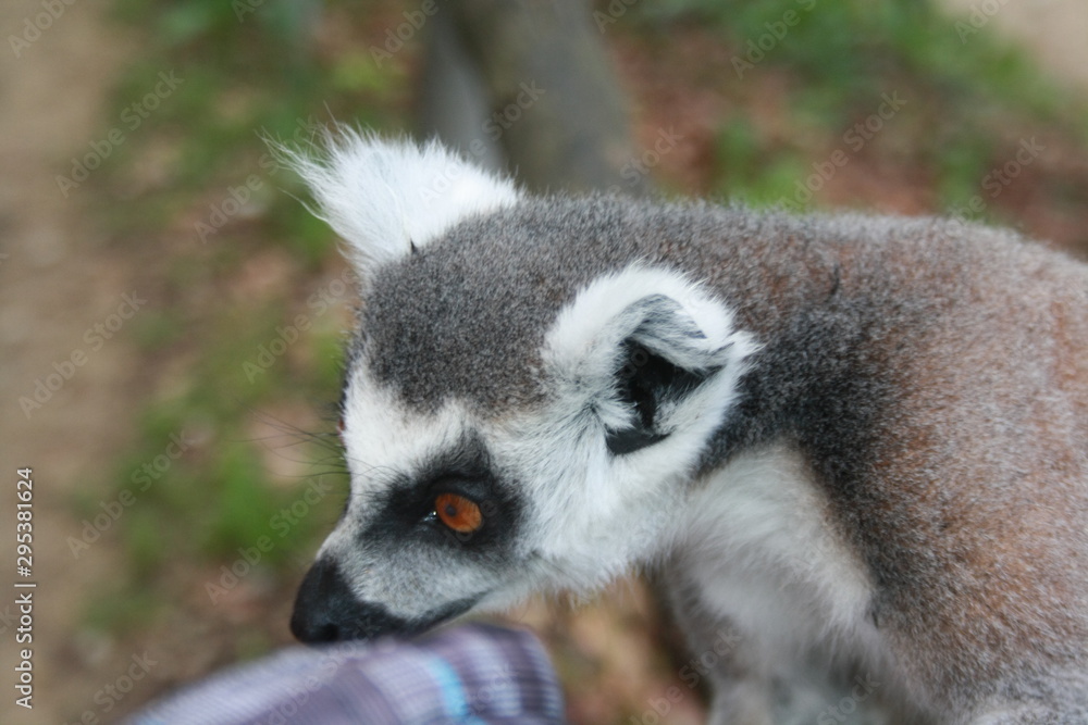 Obraz premium Äffchen