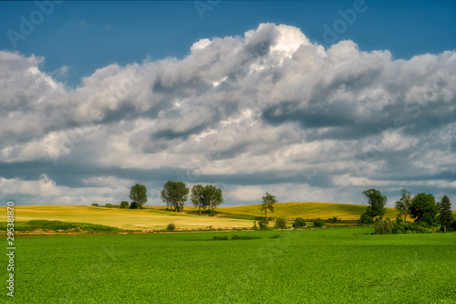 Field of ripening cereal, Poland around the town of Sztum
