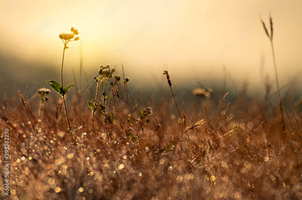 Grass flowers with bokeh as the foreground.