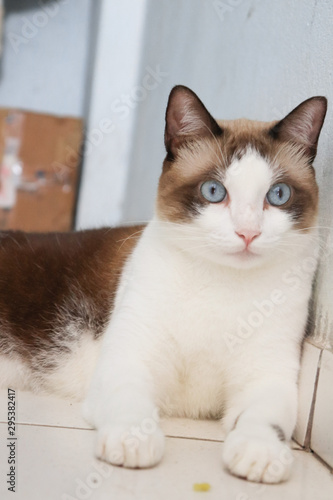 cat with blue eyes