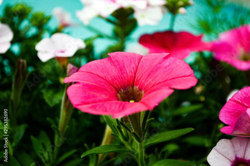 Close up flower. © Jordan