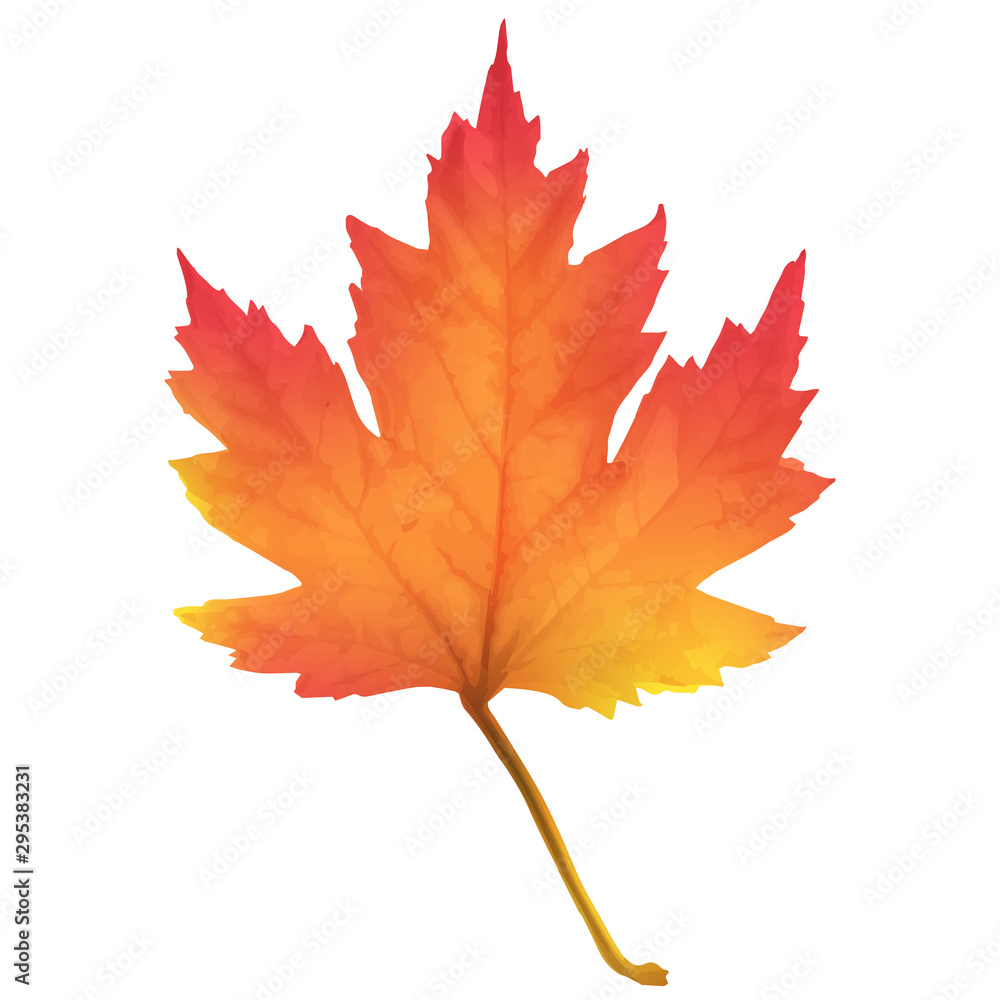 Realistic maple leaf isolated on white background Realistic maple leaf isolated on white background
