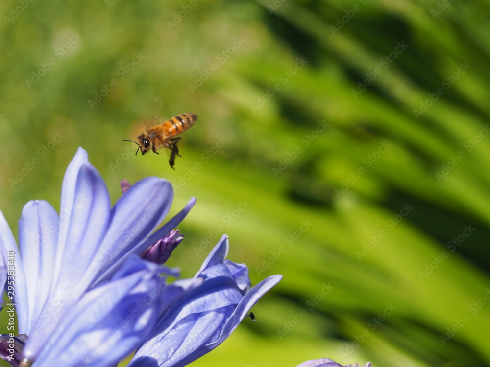 Naklejka premium Appealing bee on flower