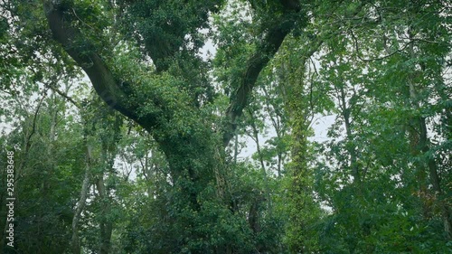 Big Overgrown Tree In The Forest