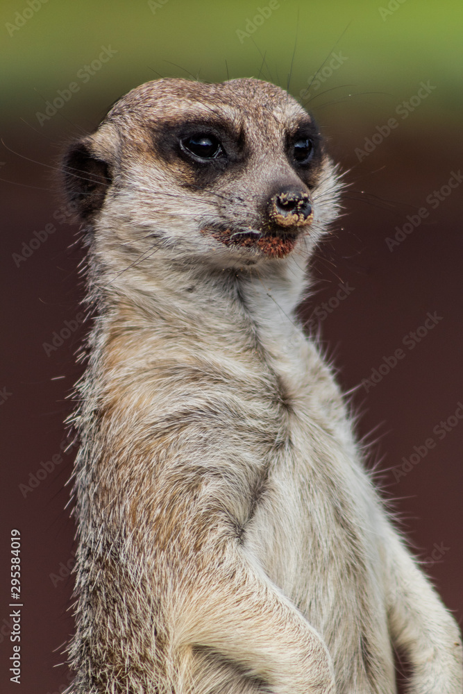 Fototapeta premium a meerkat watching over its enclosure from a rock
