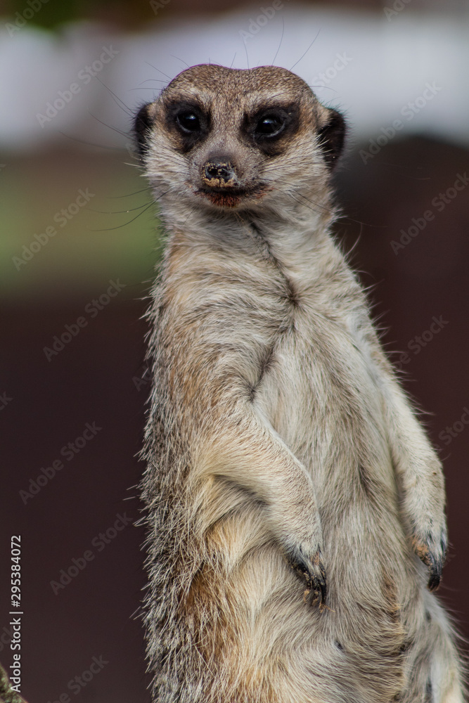 a meerkat watching over its enclosure from a rock a meerkat watching over its enclosure from a rock