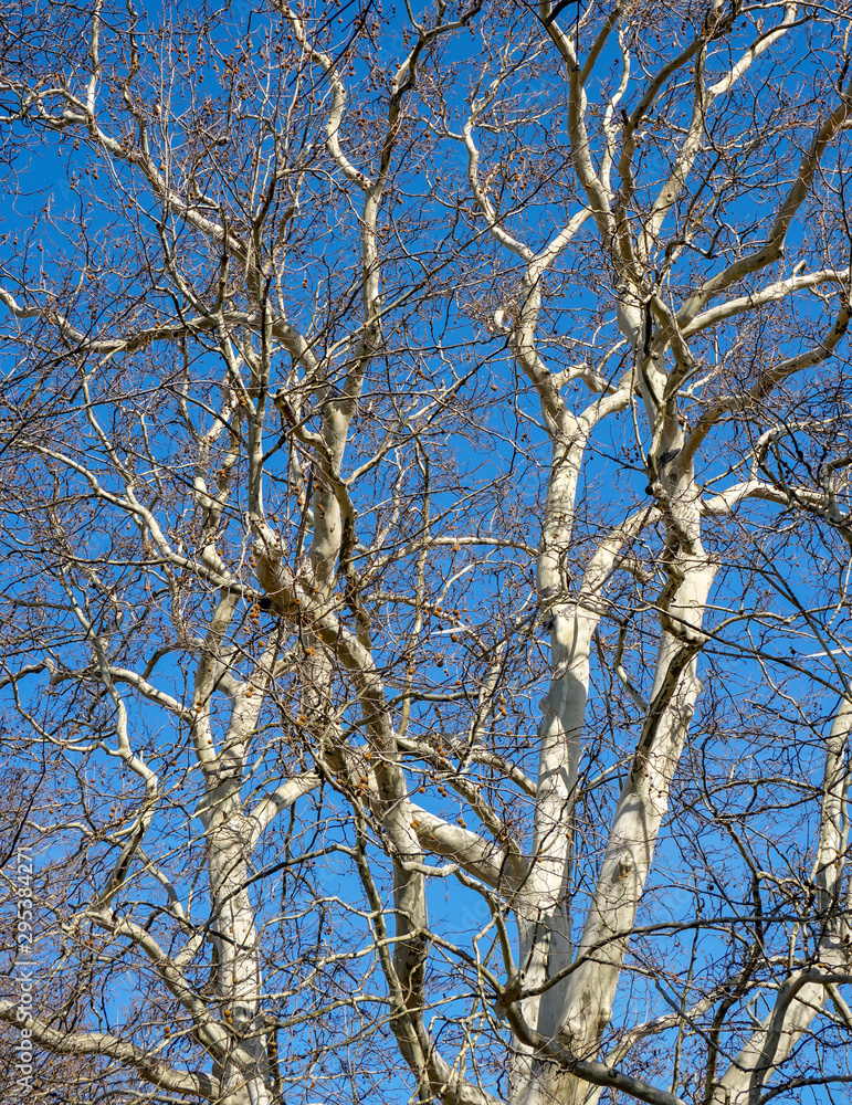 branches of a tree against blue sky branches of a tree against blue sky