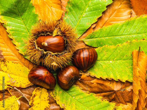 Ripe chestnuts close up with copy space. Raw Chestnuts for Christmas Autumn time