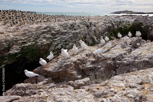 Paloma antartica (Chionis alba) y al fondo Cormoran Imperial,  Patagonia, Argentina photo