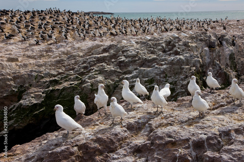 Paloma antartica (Chionis alba) y al fondo Cormoran Imperial,  Patagonia, Argentina photo