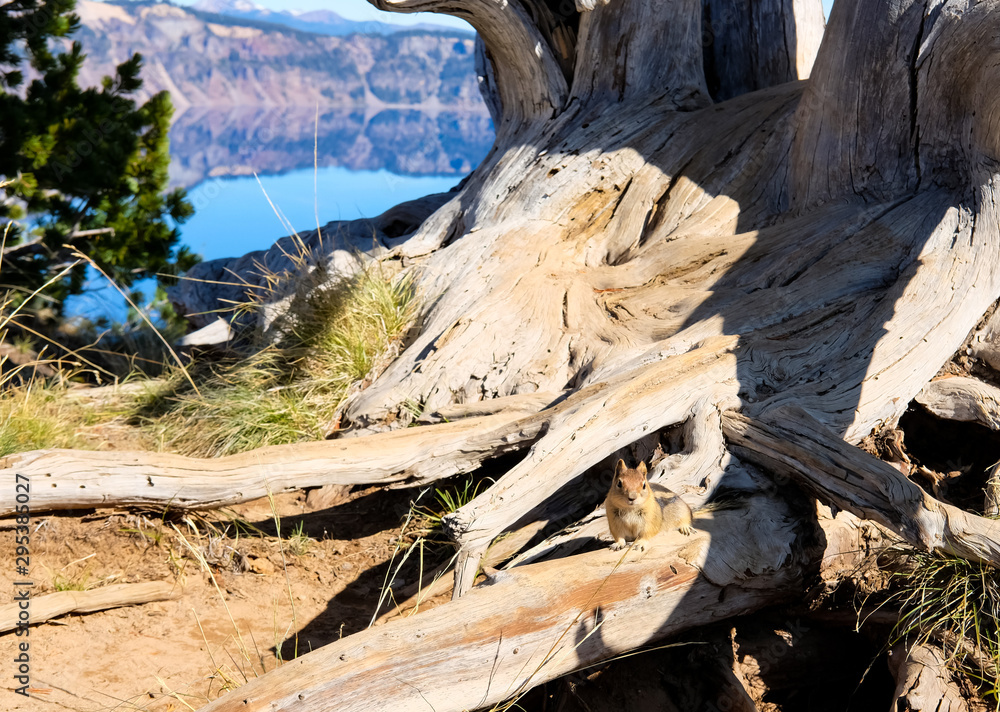 Chipmunk on tree in Crater Lake park. Chipmunk on tree in Crater Lake park.