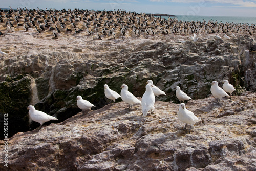 Paloma antartica (Chionis alba) y al fondo Cormoran Imperial,  Patagonia, Argentina photo