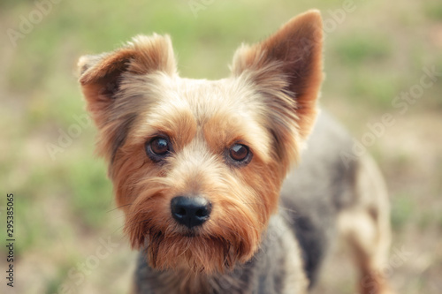 Yorkshire Terrier on natural green background