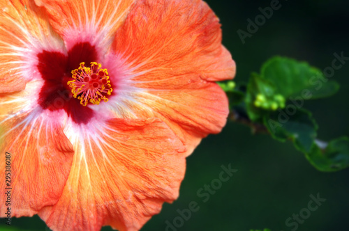 Apricot Hibiscus photo