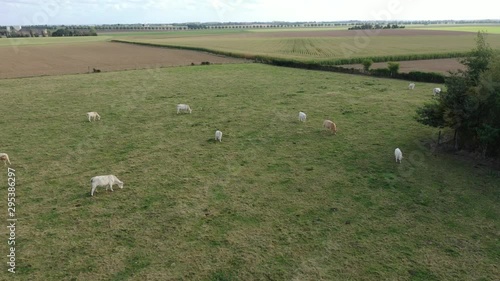 survol d'un troupeau de vaches photo