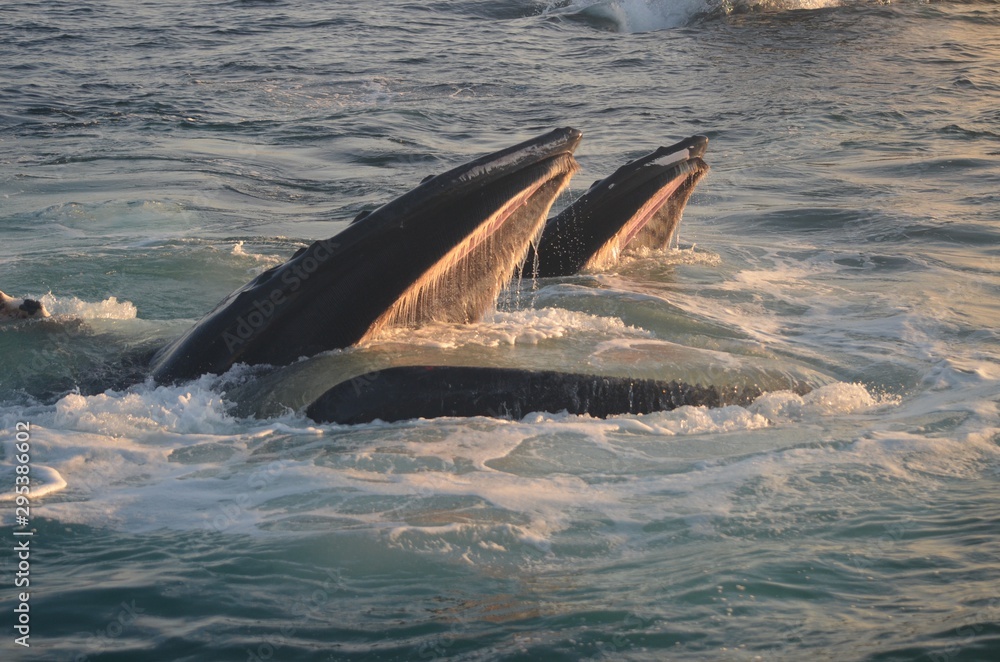 Fototapeta premium Humpback whales bubble feeding in early morning light. Great South Channel. Atlantic